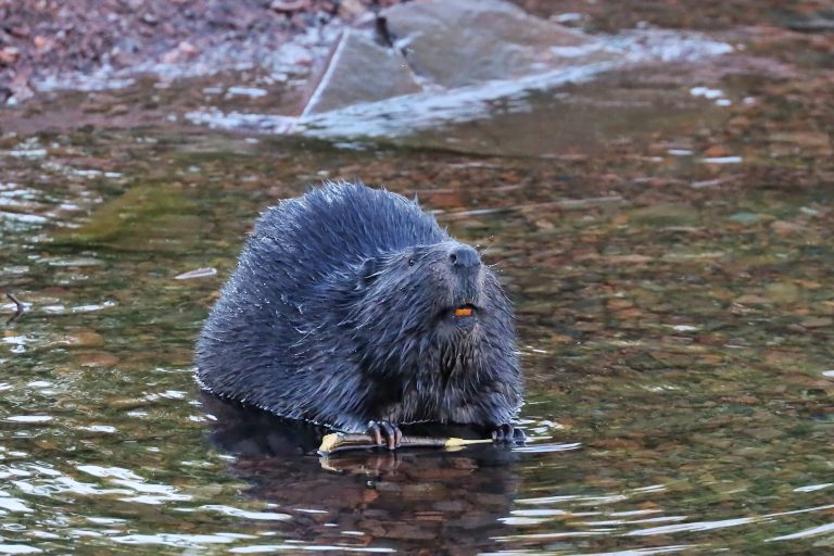 beaver-with-orange-teeth-chewing-on-a-stick-in-lak-2026-01-05-00-21-48-utc