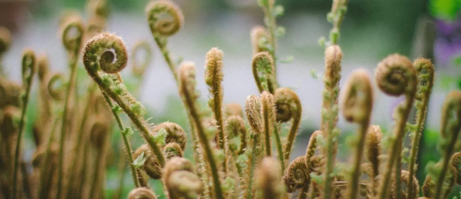 focus photography of green fern plants