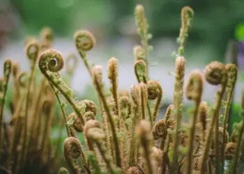 focus photography of green fern plants