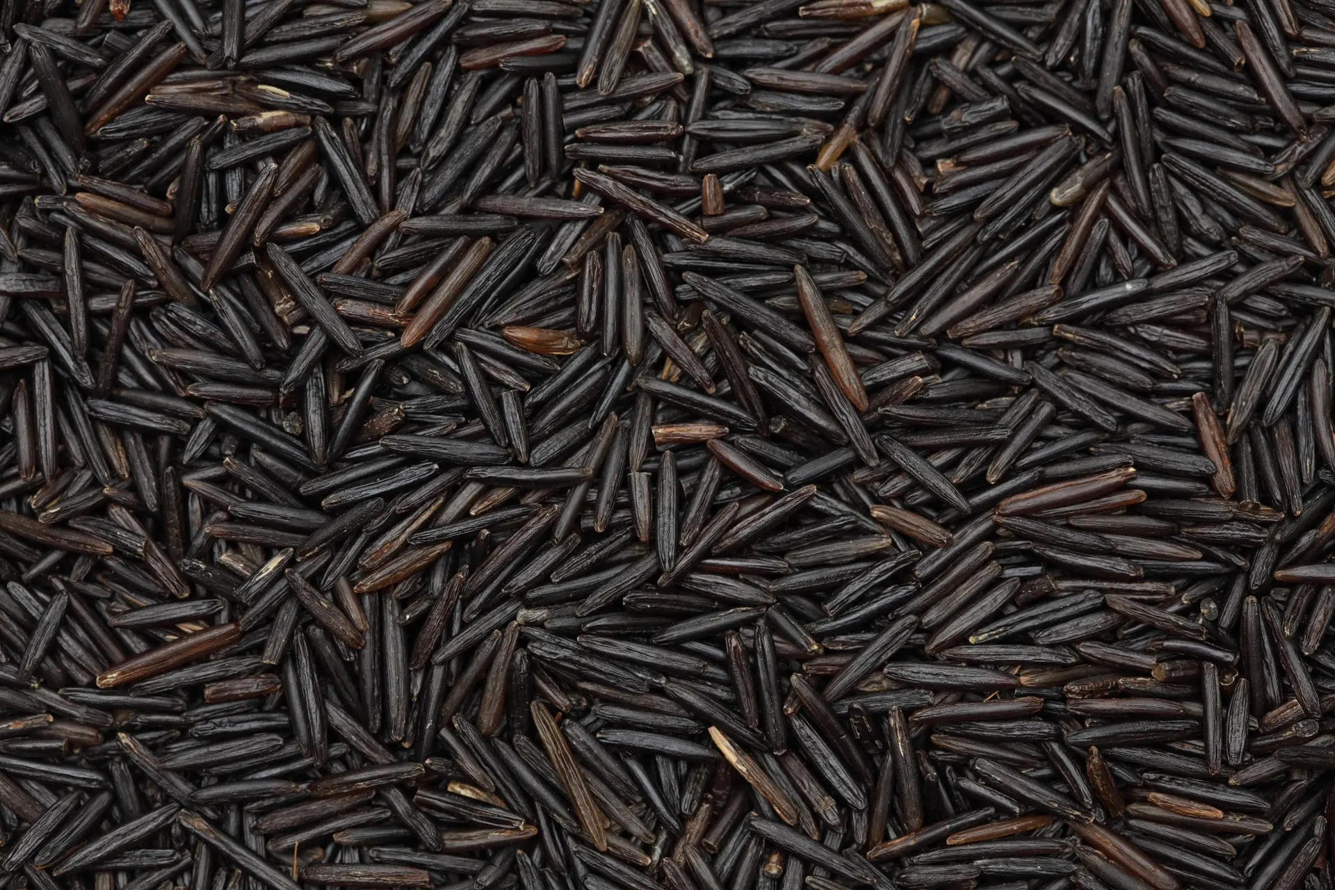 Wild Rice. Close-up.