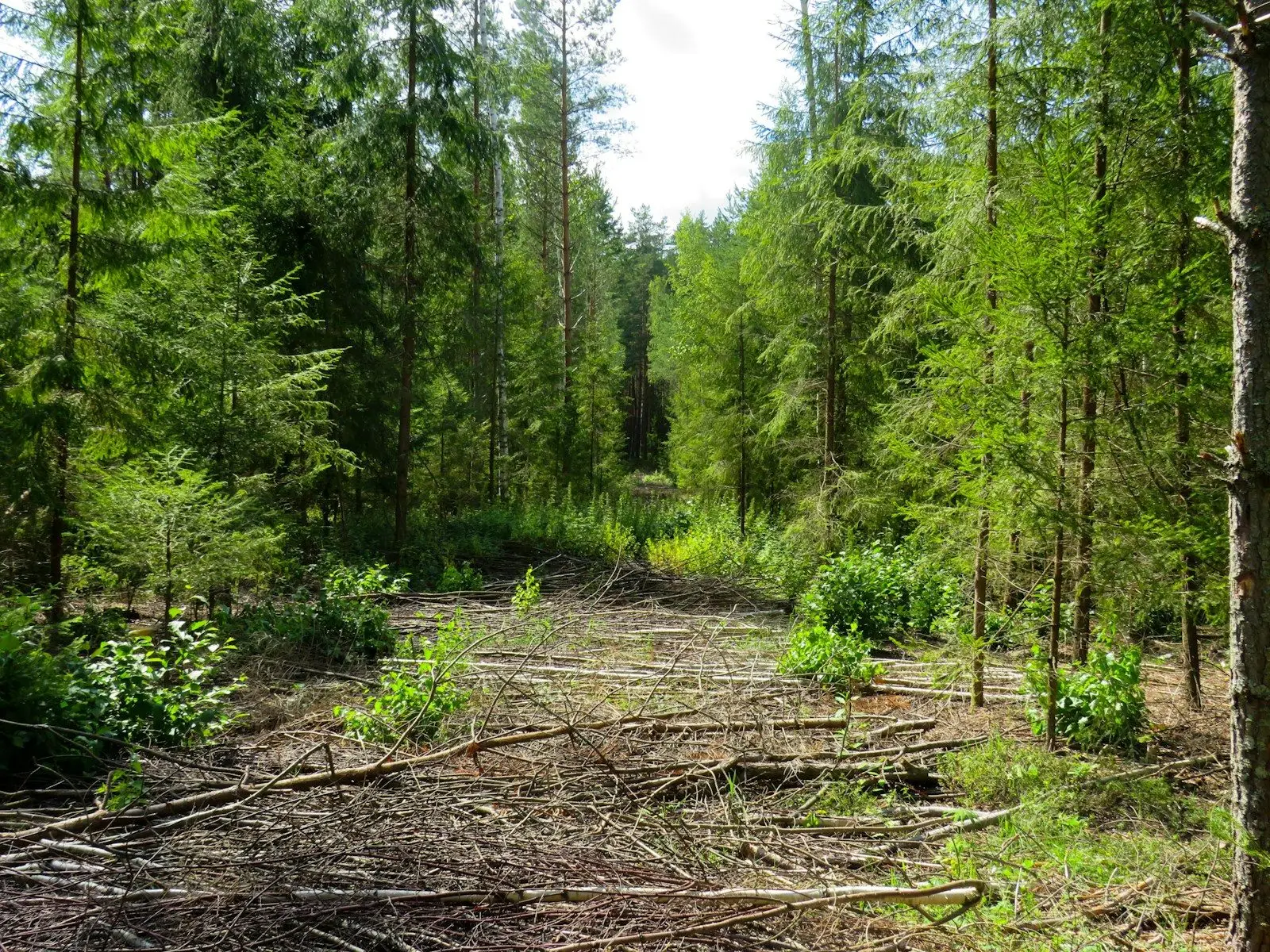 view of green forests at daytime
